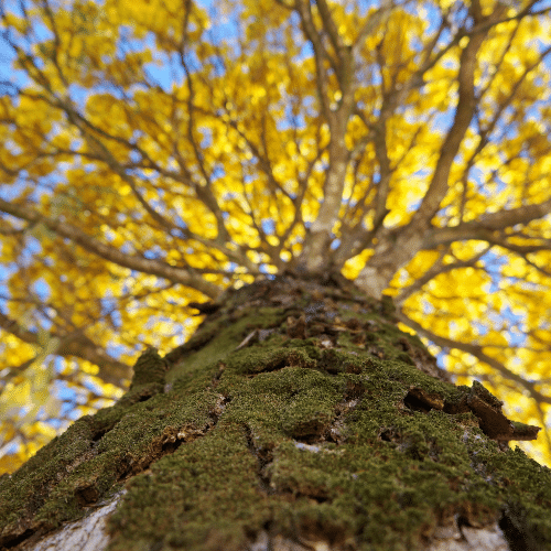 You are currently viewing Get Hardwood Floors That Will Survive Spring